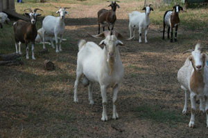 Kiko Goats for Sale